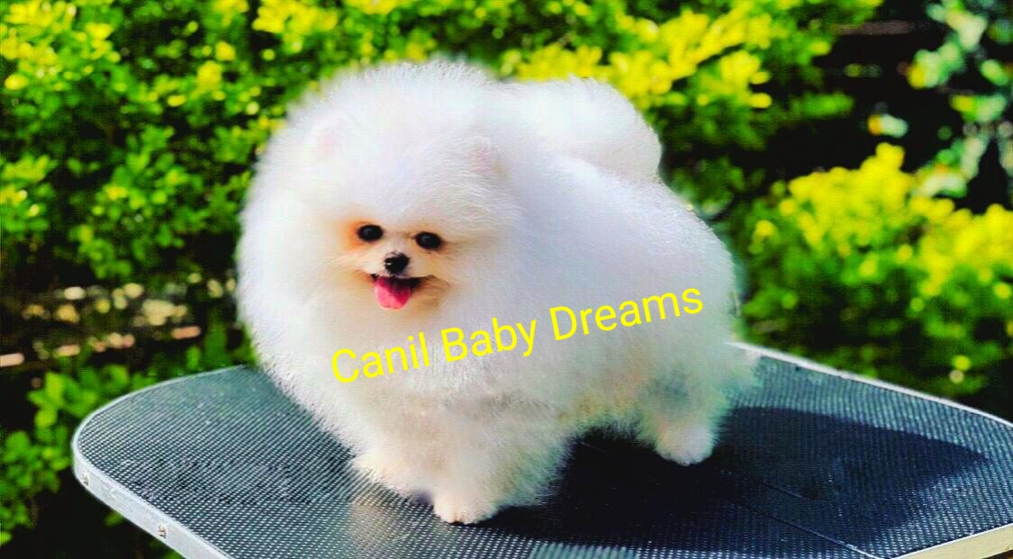 imagem_2023-09-20_104223242